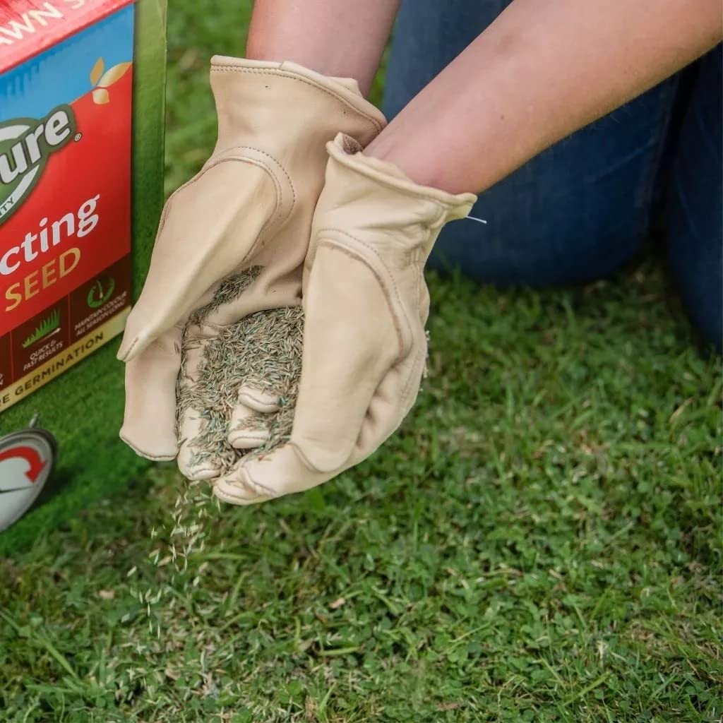 Fast Acting Lawn Seeds - Garden Horticulture 900g Fast Acting Lawn Grass Seeds 30msq. Spring Lawn Feed for Low Temperature Germination, Paths Repair with Topline Card.