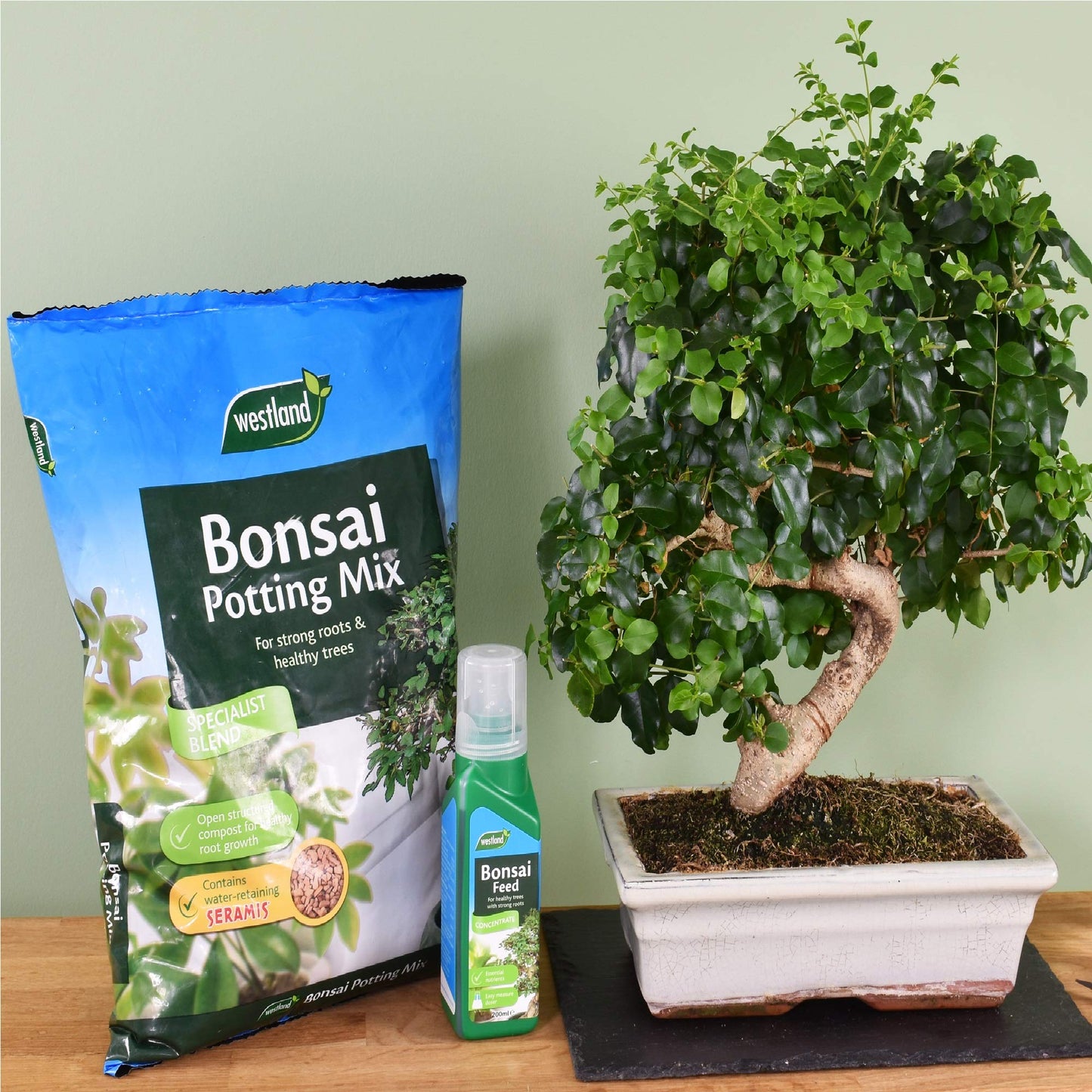 Westland Houseplant Potting Compost