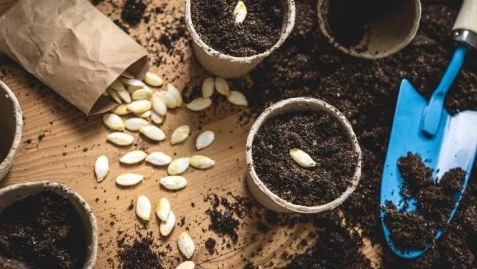 John Innes Seed Sowing Compost - Westland Peat Free Seeds Potting Compost 2 x 10L Garden Soil Bags with Topline Card for Outdoor & Indoor Plants, Vegetable Growing.