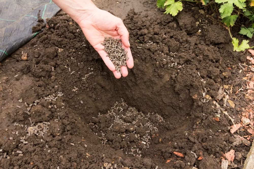 Chicken Manure Plant Food Fertiliser - 8kg Organic Composted Chicken Poultry Manure Plant Feed Pellets for Outdoor Garden Plants. Fertilizer for Vegetables, Tomato Feed with Topline Card.