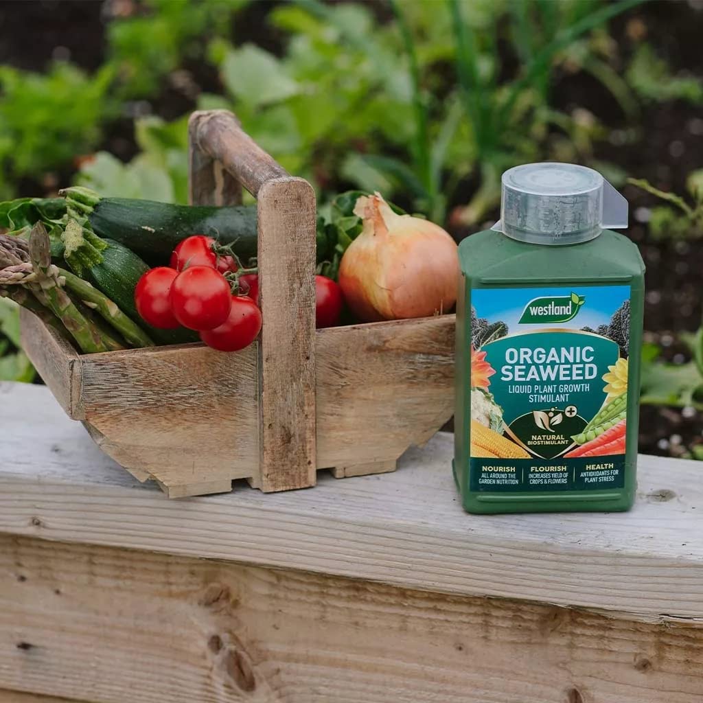 Westland Seaweed Garden Plant Food Organic Liquid 1L Pack of 2