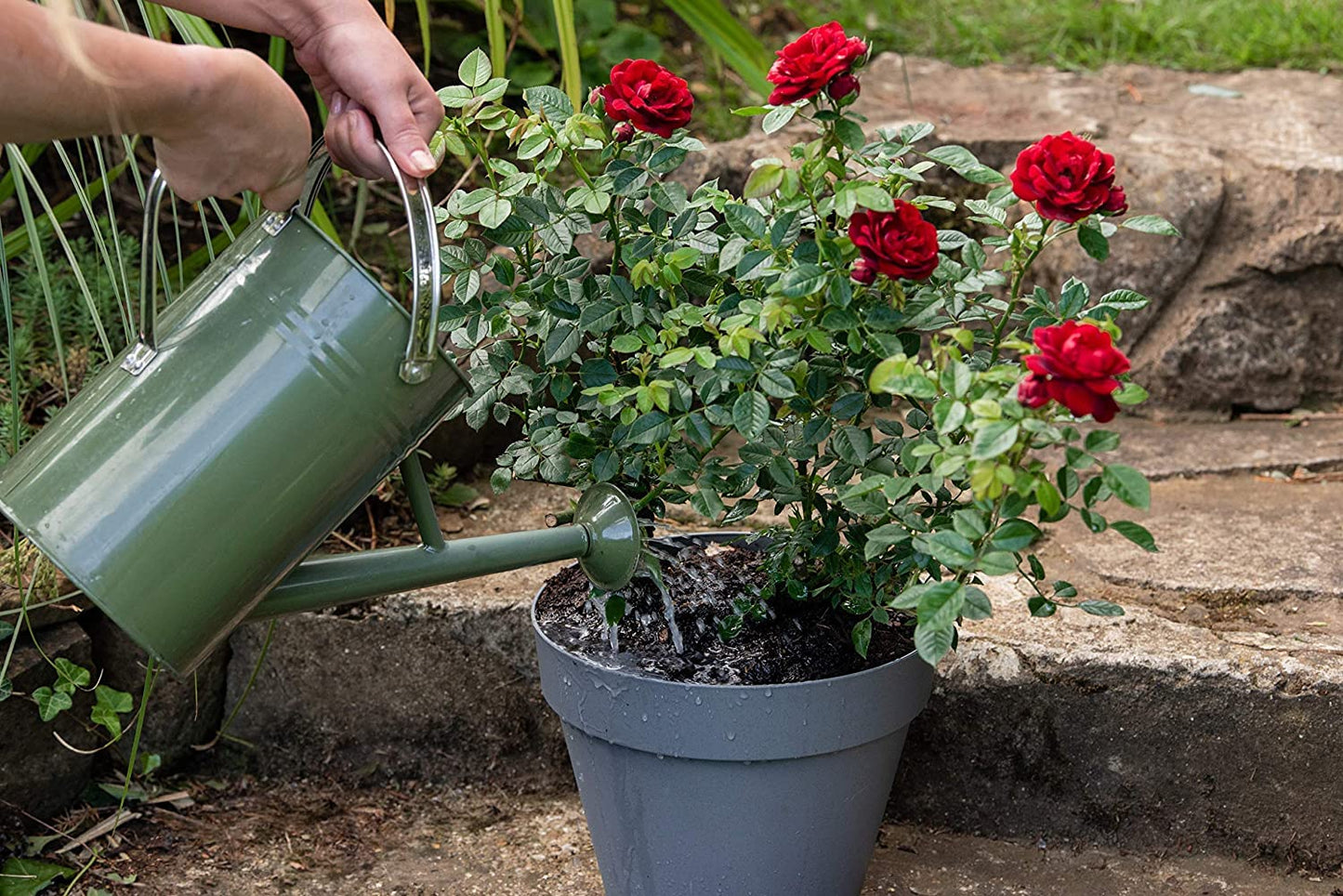 Rose Plant Feed & Protect Bundle - 3kg Rose Plant Food Pellets & Rose 2 in 1 Feed and Protect Concentrated 2x500ml. Garden Fertiliser for Outdoor Plants with Topline Card.