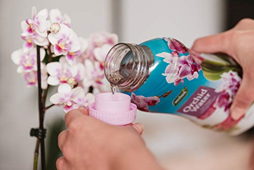Westland Orchid Water Ready to Use Plant Feed 720ml