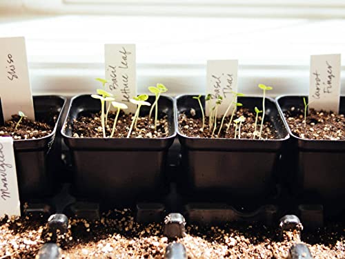 John Innes Seed Sowing Compost - Westland Peat Free Seeds Potting Compost 2 x 10L Garden Soil Bags with Topline Card for Outdoor & Indoor Plants, Vegetable Growing.