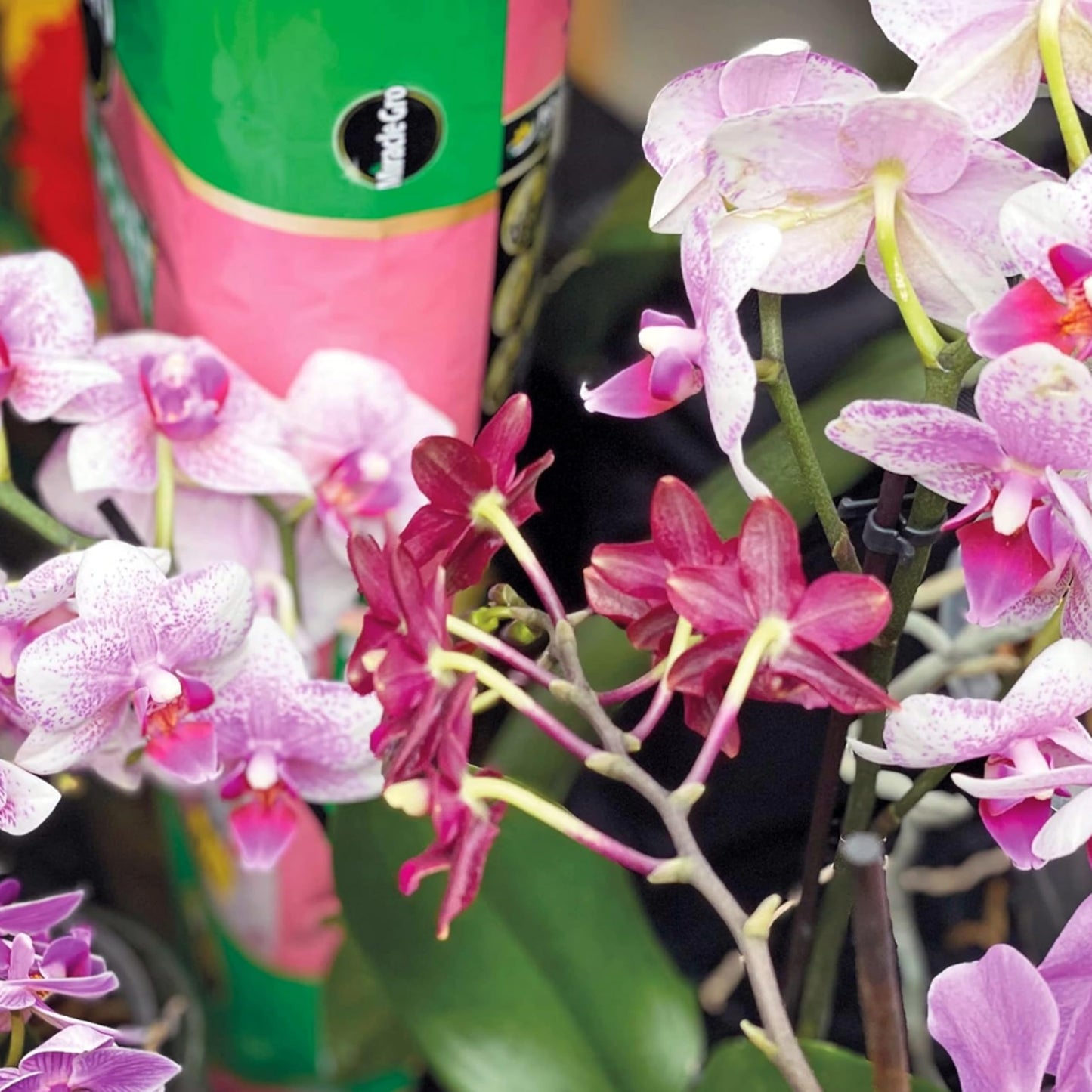 Orchid Plant Food Growing Bundle - Peat Free Orchid Potting Compost 10L & Orchid Flower Food 175ml Miracle Grow Fertiliser for House Plants Orchid Feed with Topline Card.