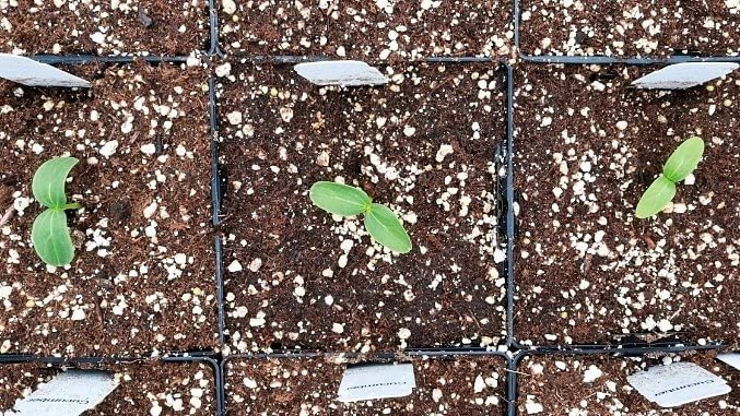 Garden Horticultural Perlite Potting Mix - Pack of 2 x 10L Gro-Sure Perlite Grit for Plant Pots with Topline Card. Garden Potting Mix Granules for Outdoor Plants or Houseplants.