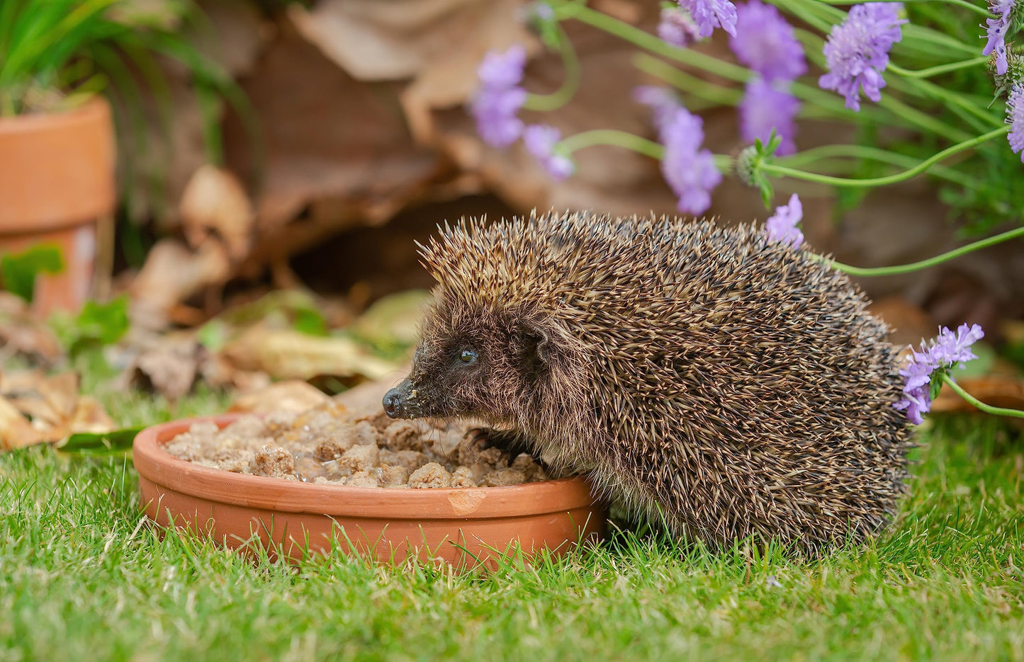 Gardman Hedgehog Food Bites Bundle - Pack of 2 x 650g High Energy Rich Nutritious. Pet Food Suitable for Feeding Station or Ground Feeder, Comes with Topline Card.