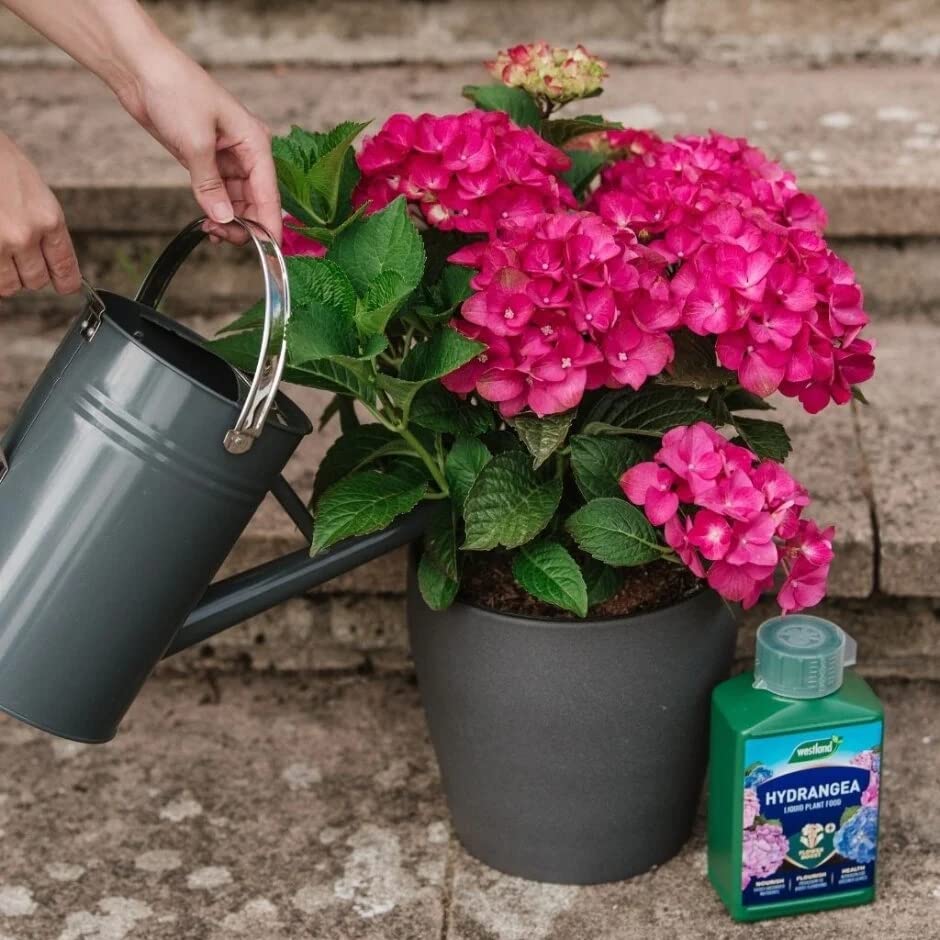TOPLINE Westland Hydrangea Liquid Plant Food - Pack of 2 x 1L High - Performance Hydrangea Flower Feed with Topline Card. Garden Fertiliser for Plants,, Clear Liquid