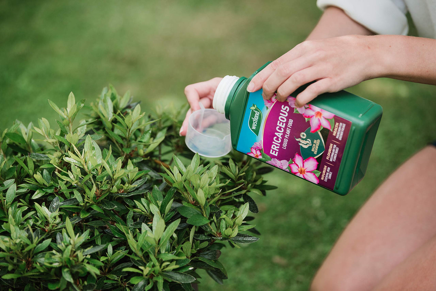 Westland Hydrangea High Performance Liquid Plant Food 1L
