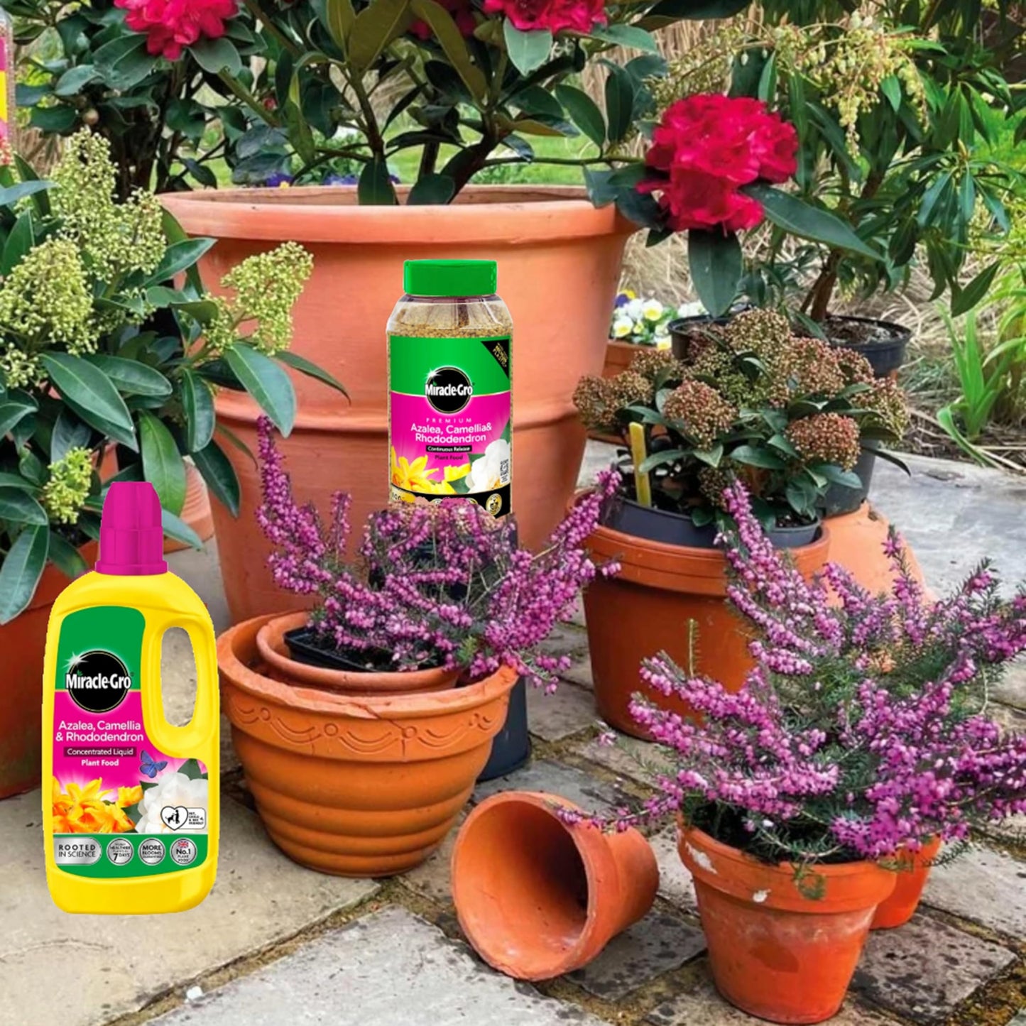 Miracle Grow Ericaceous Feed Fertiliser - Bundle of 900g Continuous Release Plant Feed Granules & 800ml Concentrated Liquid Plant Food. Garden Plants Fertilizer for Azalea, Camellia with Card