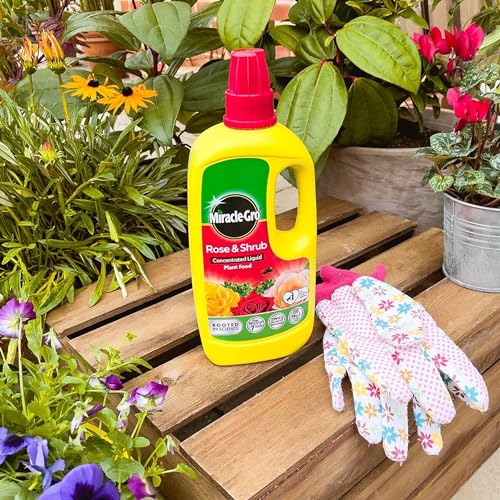 Miracle Grow Rose Feed Fertiliser - Bundle of Rose & Shrub 900g Continuous Release Plant Feed Granules & 800ml Concentrated Liquid Plant Food. Garden Plants Fertilizer for Roses with Topline Card