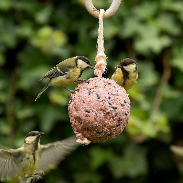 Bucktons High Energy Fat Balls - Box of 150 x 90g Boost Natural Suet Food for Wild Garden Birds. Great for Ground Feeder, Bird Tables. Comes with Topline Card.