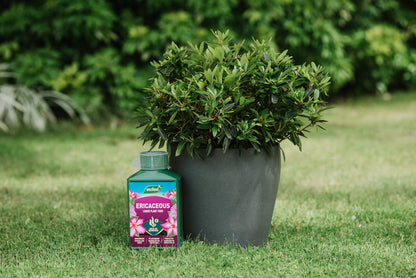 Westland Hydrangea High Performance Liquid Plant Food 1L