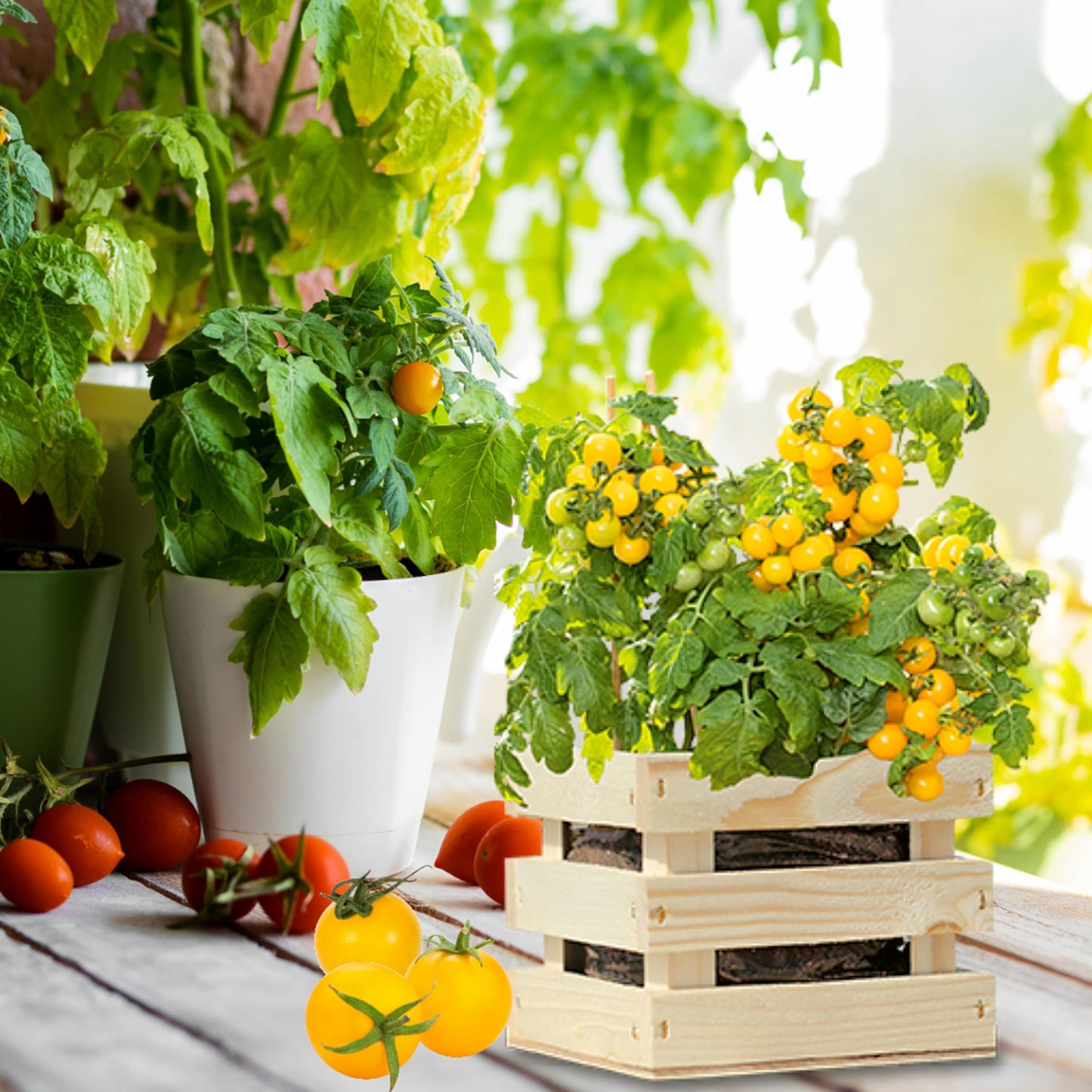 Tomato Grow Your Own Kit with Planter, Soil Mix & Seeds