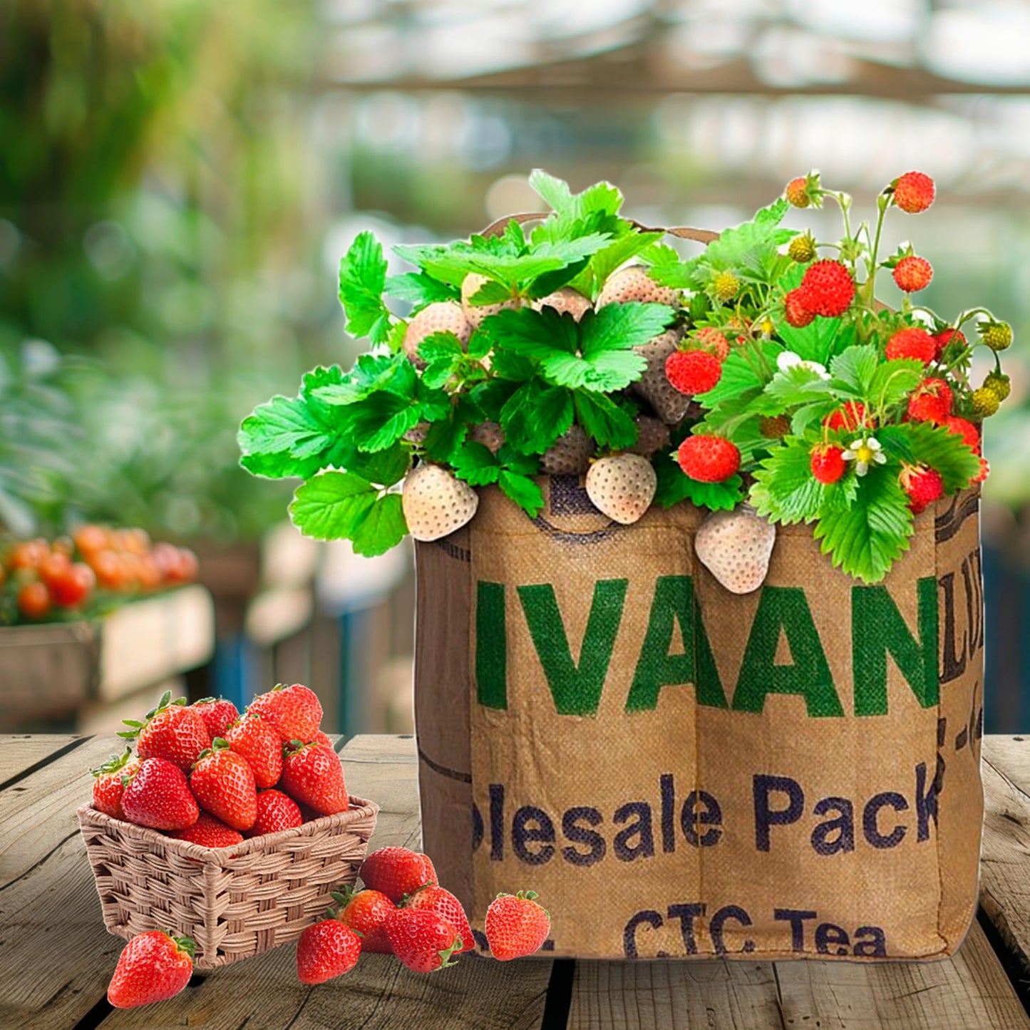 Grow Your Own Strawberry Growing Kit White & Red Seeds + Soil & Grow Bag