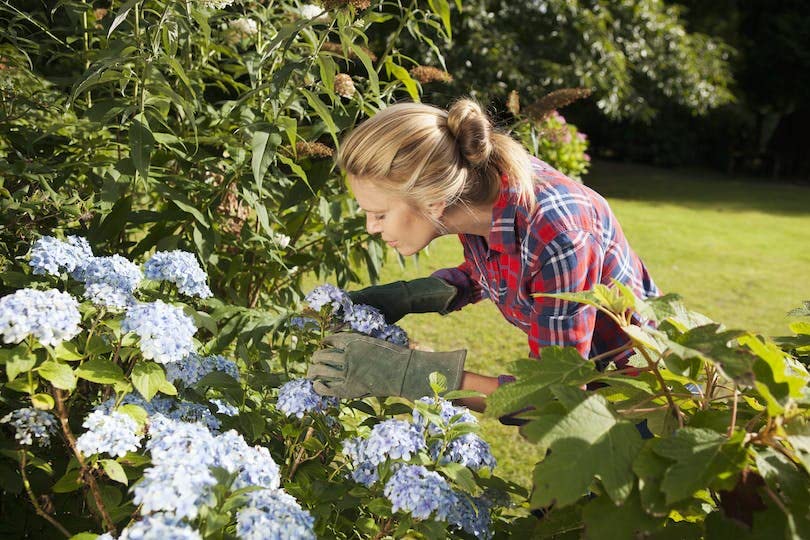 TOPLINE Westland Hydrangea Liquid Plant Food - Pack of 2 x 1L High - Performance Hydrangea Flower Feed with Topline Card. Garden Fertiliser for Plants,, Clear Liquid