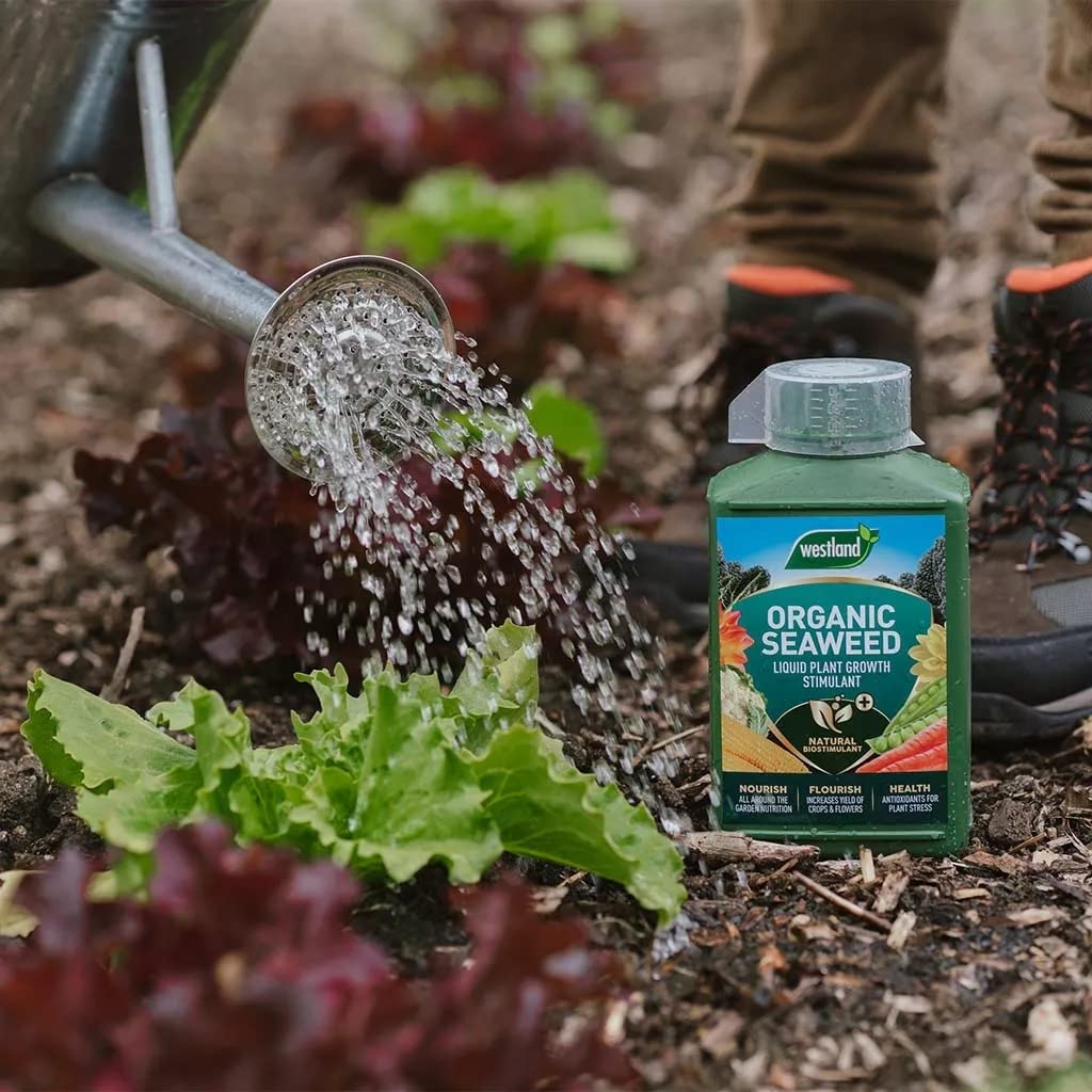 Seaweed Garden Plants Food Fertilizer - Organic Enhanced Plant Growth Stimulant 2.5kg & Liquid Plant Feed Growth Stimulant 1L Garden Fertilisers for Vegetable Plants, Fruits with Topline Card.