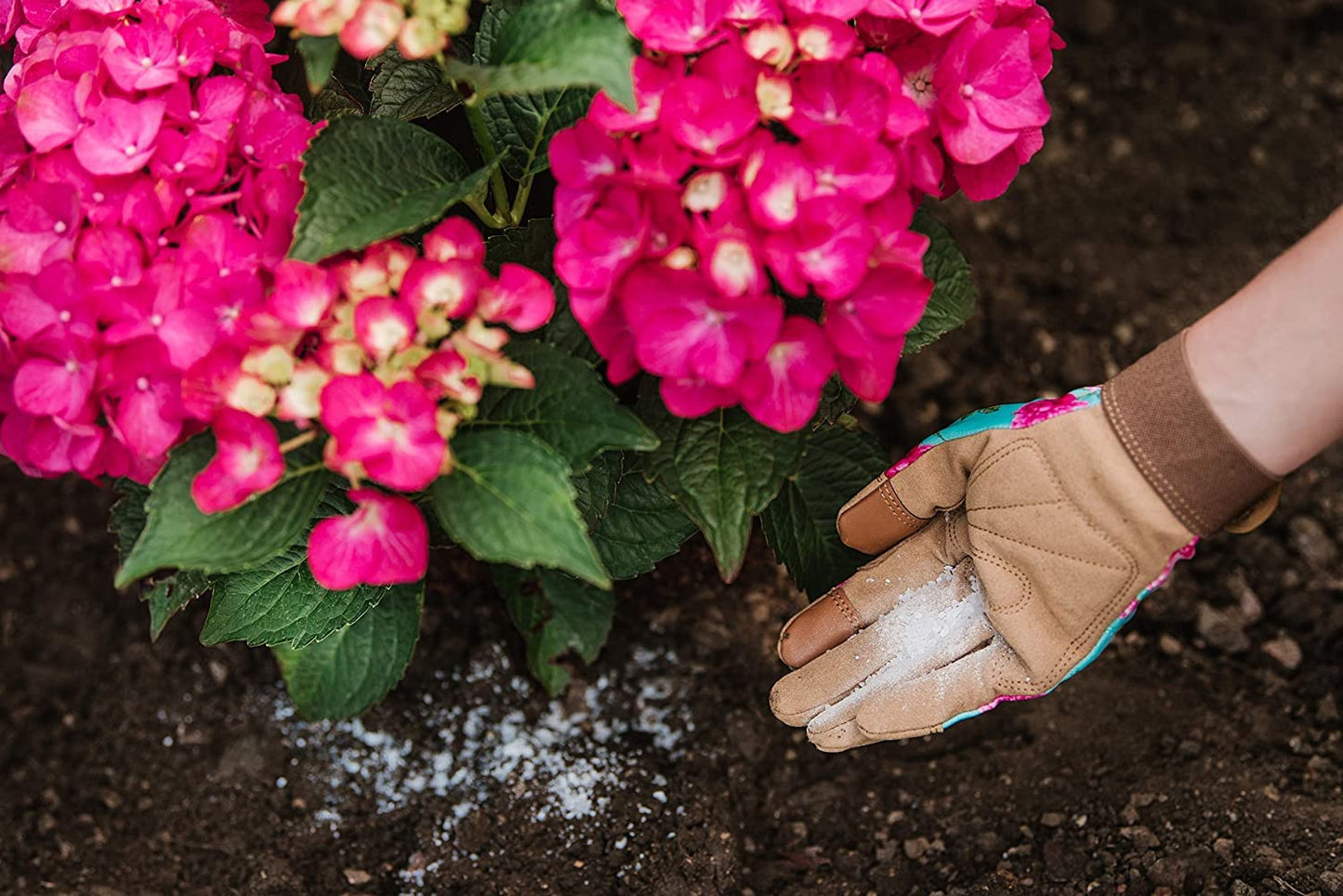 Westland Hydrangea Plant Feed Bundle - 1L High-Performance Hydrangea Liquid Plant Food & 500g Hydrangea Colourant. Garden Fertilisers for Outdoor Plants with Topline Card.