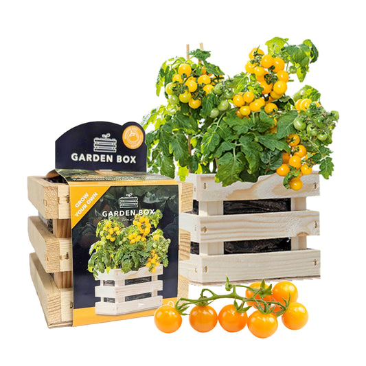 Tomato Grow Your Own Kit with Planter, Soil Mix & Seeds