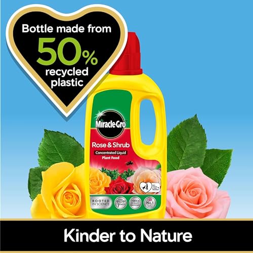Miracle Grow Rose Feed Fertiliser - Bundle of Rose & Shrub 900g Continuous Release Plant Feed Granules & 800ml Concentrated Liquid Plant Food. Garden Plants Fertilizer for Roses with Topline Card