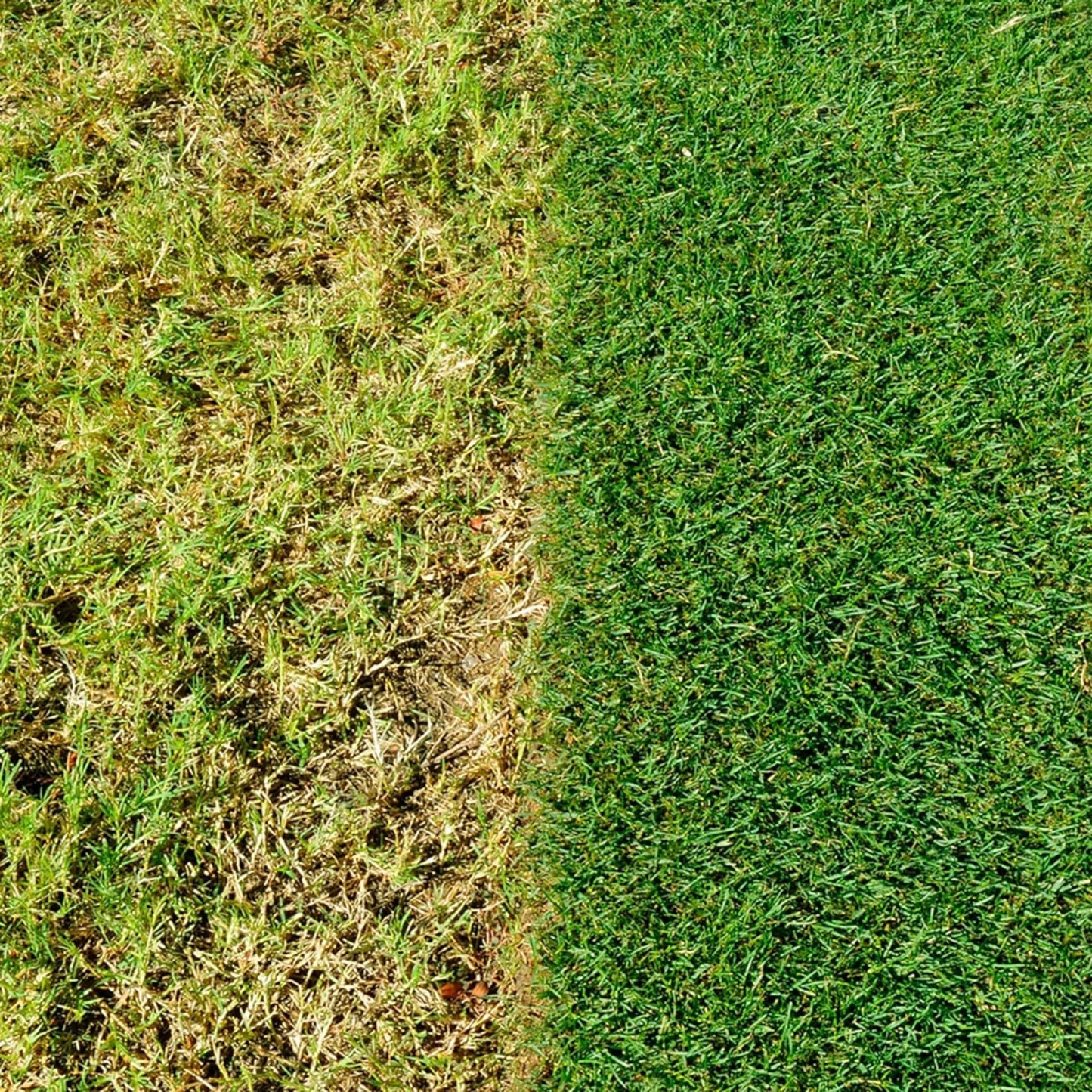 Fast Growing Grass Seed Bundle - Miracle GRO Child & Pet Friendly Fast Grass Lawn Seed 480g 16m2 & Complete 4in1 Lawn Food Spreader 2.8kg 80m2 Spring Lawn Feed Weed and Moss Killer with Topline Card