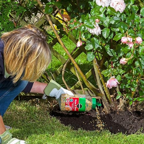 Miracle Grow Rose Feed Fertiliser - Bundle of Rose & Shrub 900g Continuous Release Plant Feed Granules & 800ml Concentrated Liquid Plant Food. Garden Plants Fertilizer for Roses with Topline Card
