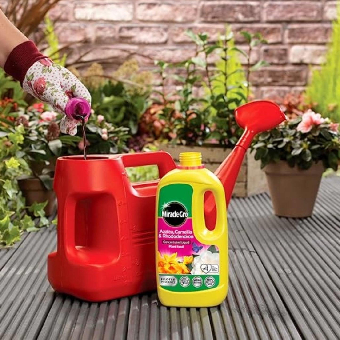 Miracle Grow Ericaceous Feed Fertiliser - Bundle of 900g Continuous Release Plant Feed Granules & 800ml Concentrated Liquid Plant Food. Garden Plants Fertilizer for Azalea, Camellia with Card
