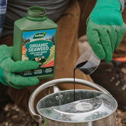 Westland Seaweed Garden Plant Food Organic Liquid 1L Pack of 2