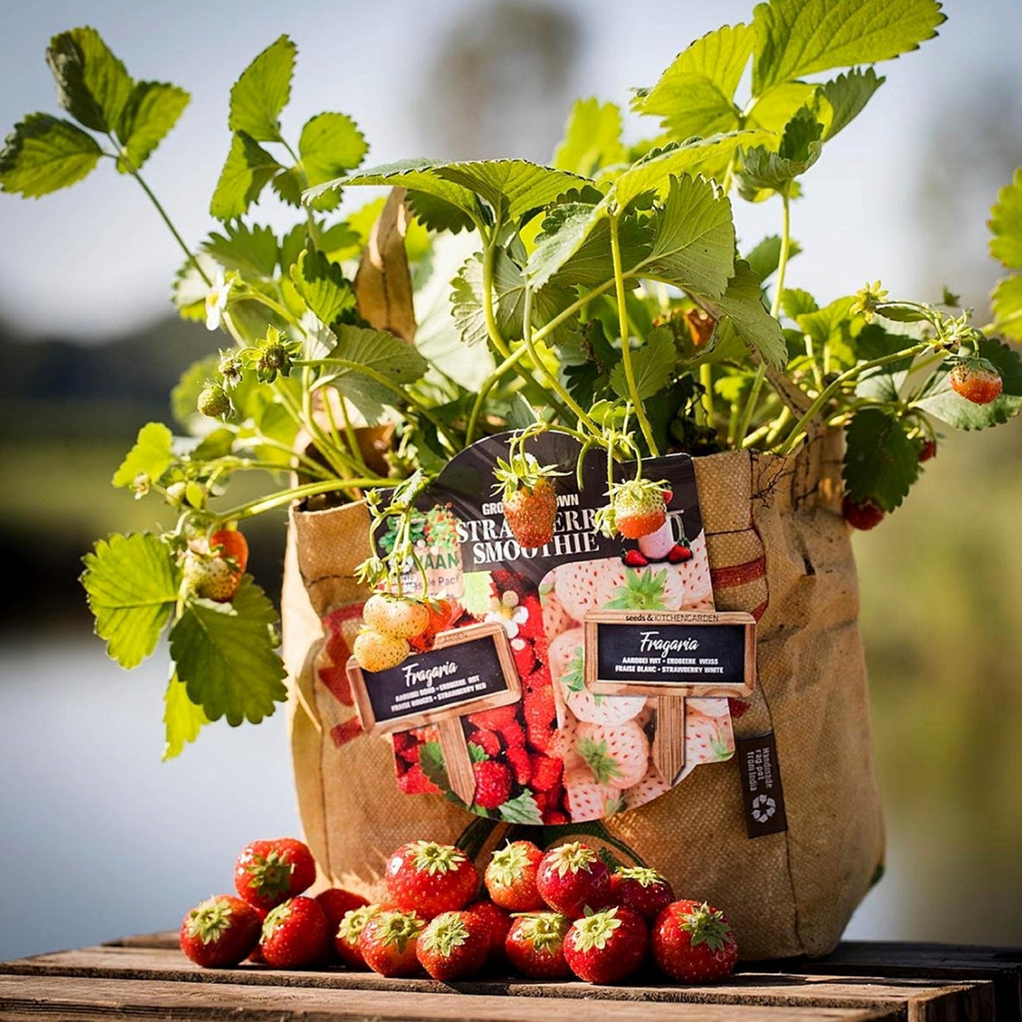 Grow Your Own Strawberry Growing Kit White & Red Seeds + Soil & Grow Bag