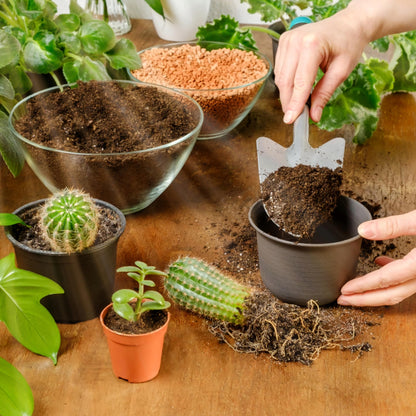 Cactus Succulent Plants Potting Compost - Premium Pack of 2 x 10L Peat Free Bonsai Tree Cactus Compost with Topline Card. Child and Pet Friendly Houseplant Compost for Indoor Plants
