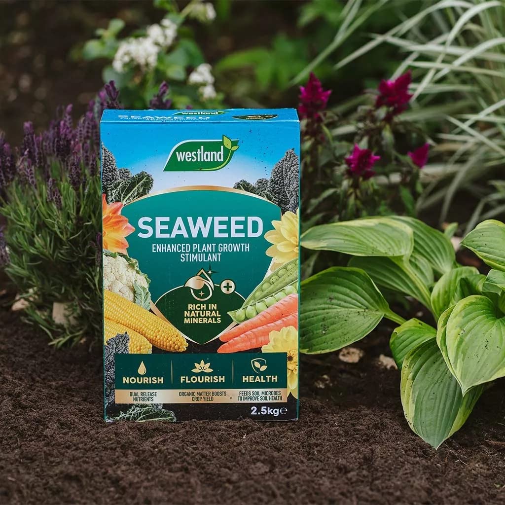 Garden Plant Feed Fertiliser Bundle - 2.5kg Organic Seaweed Stimulant & 1.5kg Epsom Salt, Garden Fertilisers for Growing Healthy and Stronger Garden Plants, Vegetables with Topline Card.