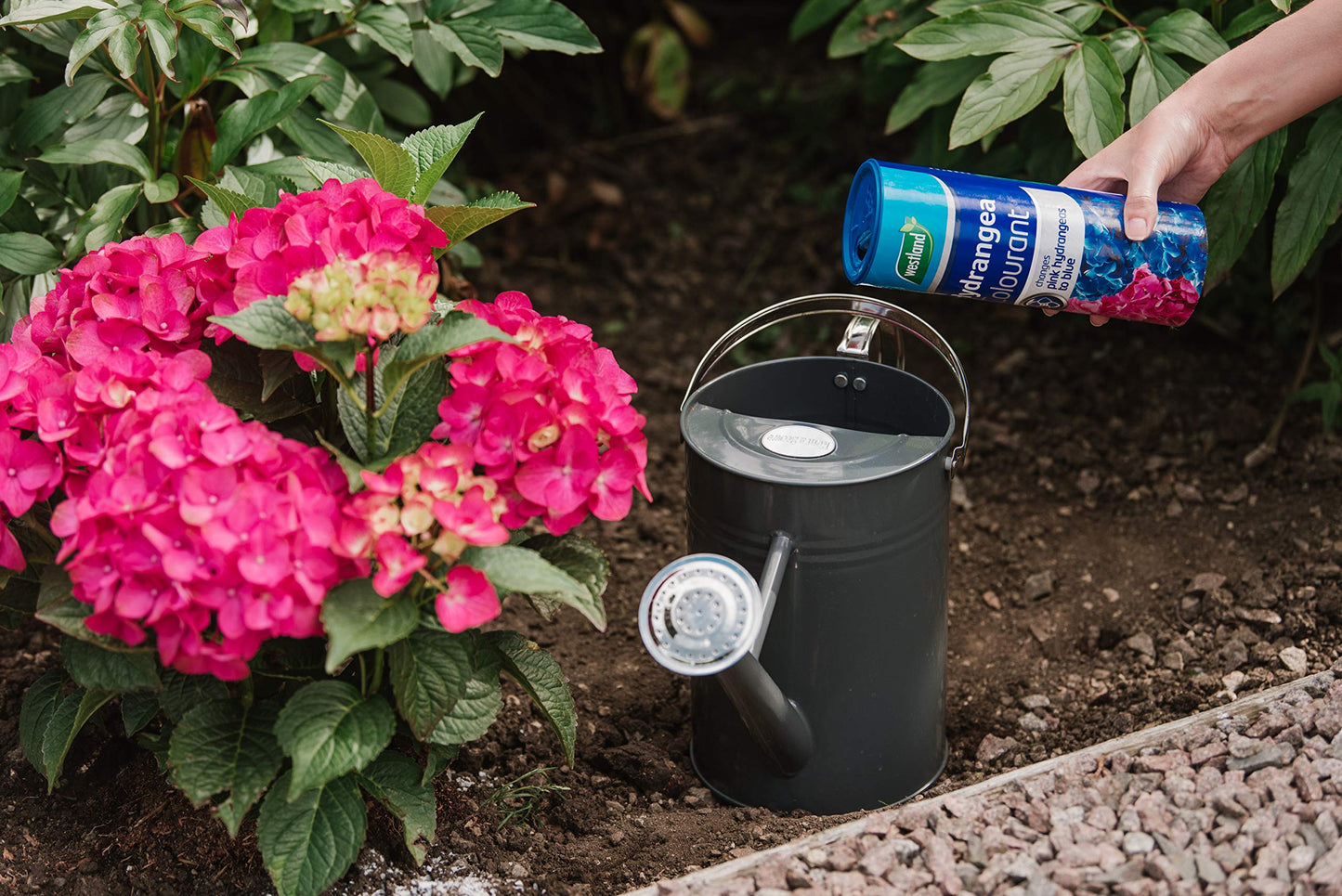 Westland Hydrangea Colourant 500g