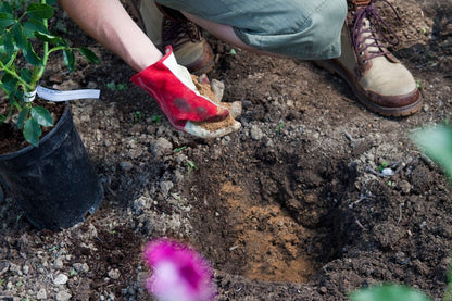 TOPLINE Fish, Blood & Bone Plant Food - 8kg All Purpose Natural Fish Blood and Bone Fertiliser for Garden Plants. Houseplant Food Granules with Topline Card.