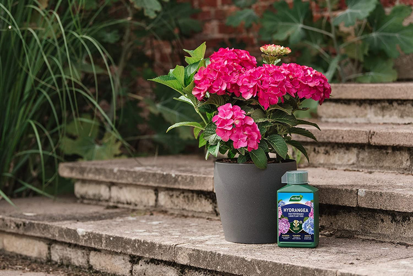 Westland Hydrangea Plant Feed Bundle - 1L High-Performance Hydrangea Liquid Plant Food & 500g Hydrangea Colourant. Garden Fertilisers for Outdoor Plants with Topline Card.