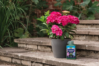 Westland Hydrangea Plant Feed Bundle - 1L High-Performance Hydrangea Liquid Plant Food & 500g Hydrangea Colourant. Garden Fertilisers for Outdoor Plants with Topline Card.