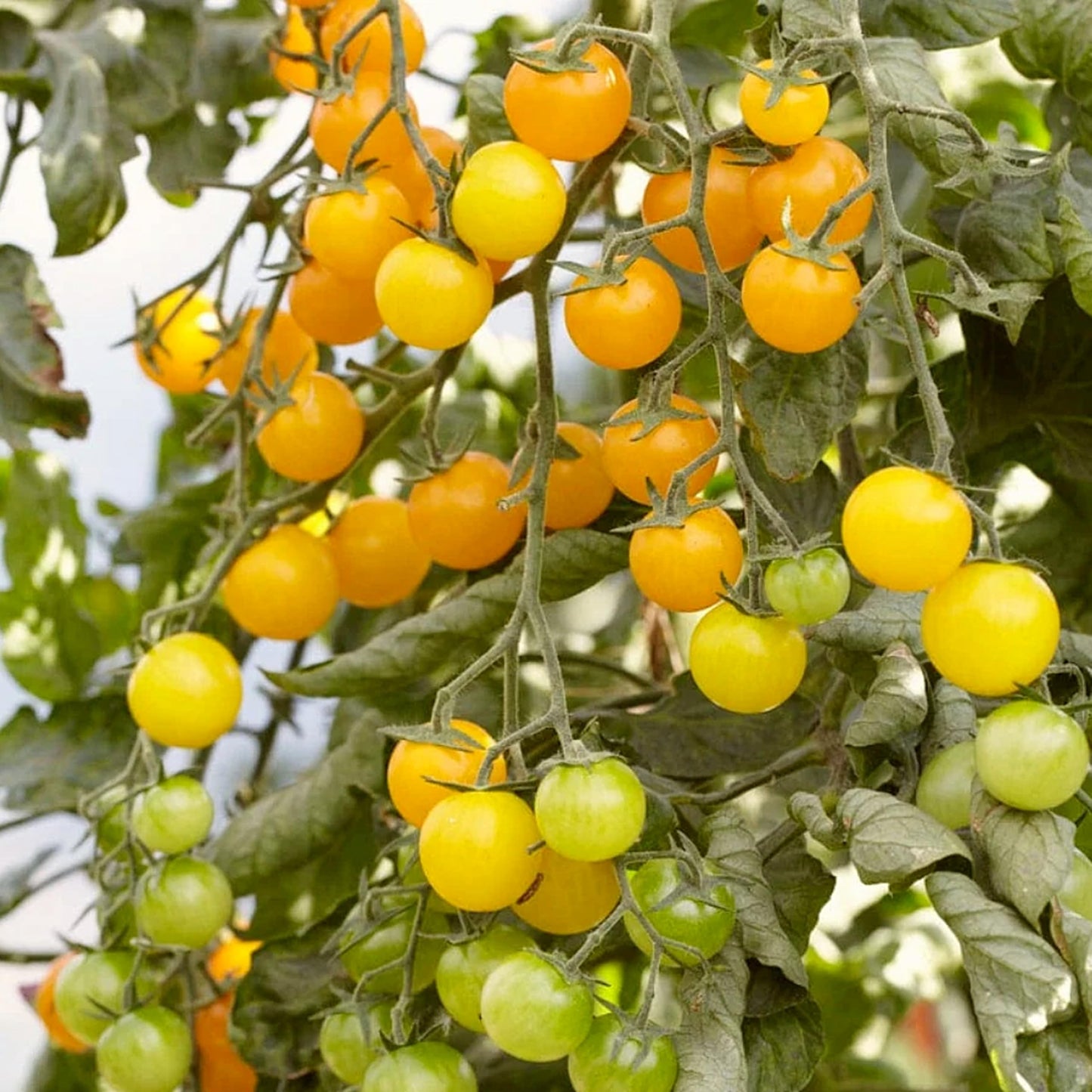 Tomato Grow Your Own Kit with Planter, Soil Mix & Seeds