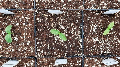 Perlite & Hydroleca Houseplant Growing Bundle - Lightweight Hydroleca Ceramic Clay Granules 10L & Gro-Sure Perlite 10l Potting Mix with Topline Card for Garden Plants, Vegetables, Orchids and more..