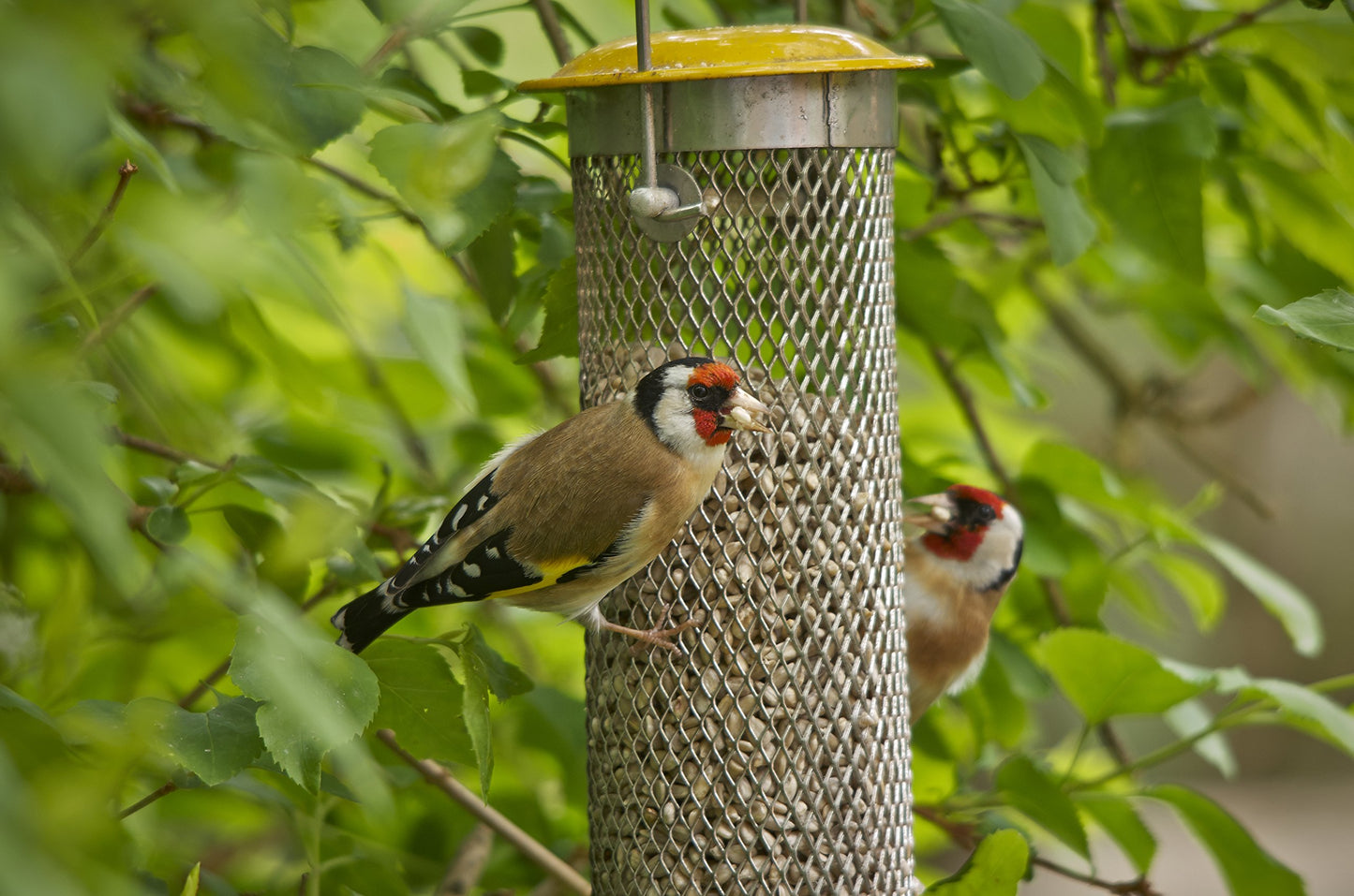 Peckish Large Metal All Weather Nyger Seed Bird Feeder