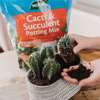 Westland Cacti & Succulent Growing Bundle - Peat Free Succulent Potting Mix Compost with Seramis 4L x 2 Bags & Cactus Feed Concentrate 200ml. House Plant Compost Food with Topline Card.
