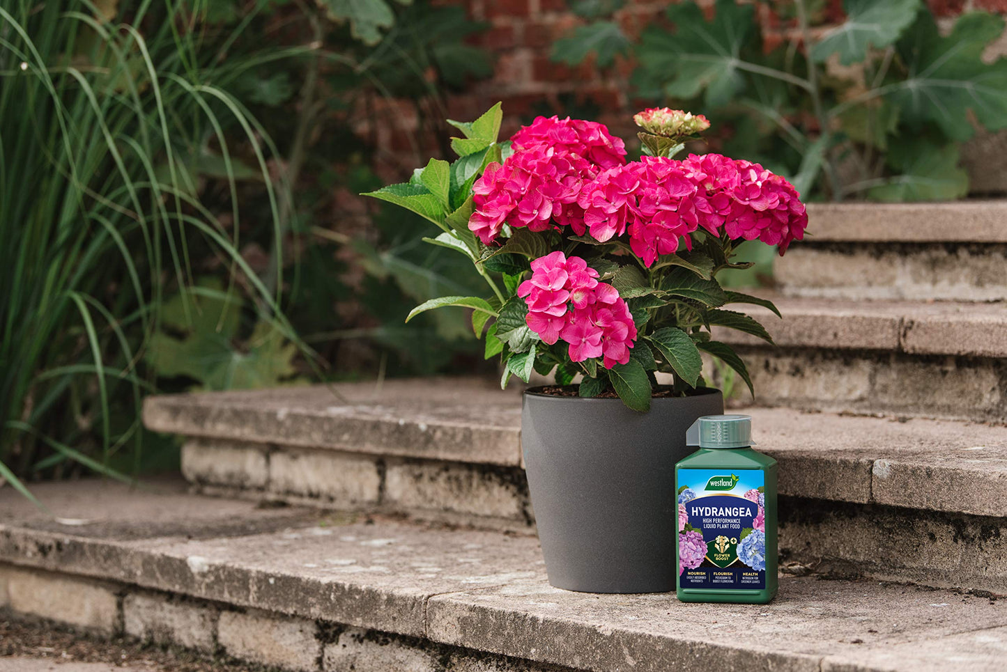 Westland Hydrangea High Performance Liquid Plant Food 1L