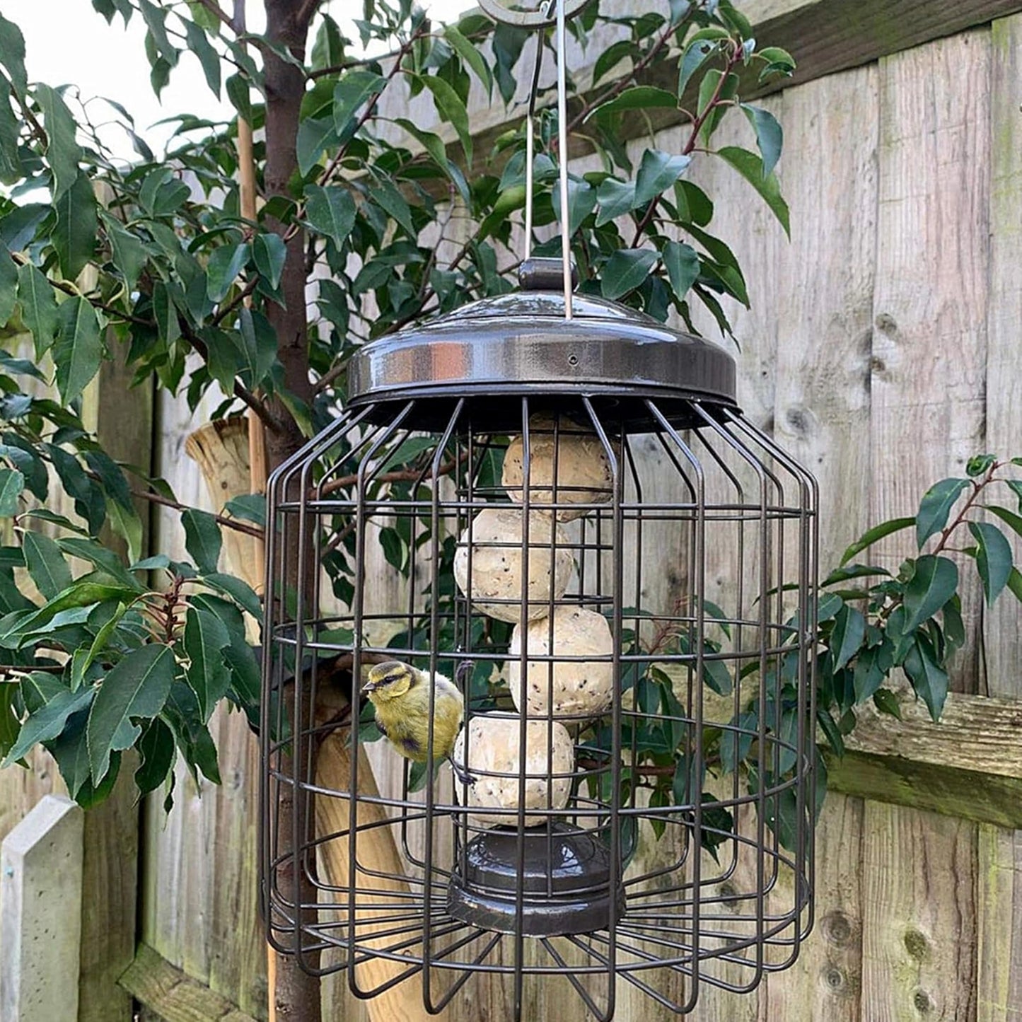 Squirrel Proof Small Bird Feeders - Large Heavy Duty Metal Hanging Bird Feeder for Wild Bird Food. Anti Squirrel Bird Feeder Bird Cage. Great for Hanging Station, Gardening Gifts. (Fat Balls)
