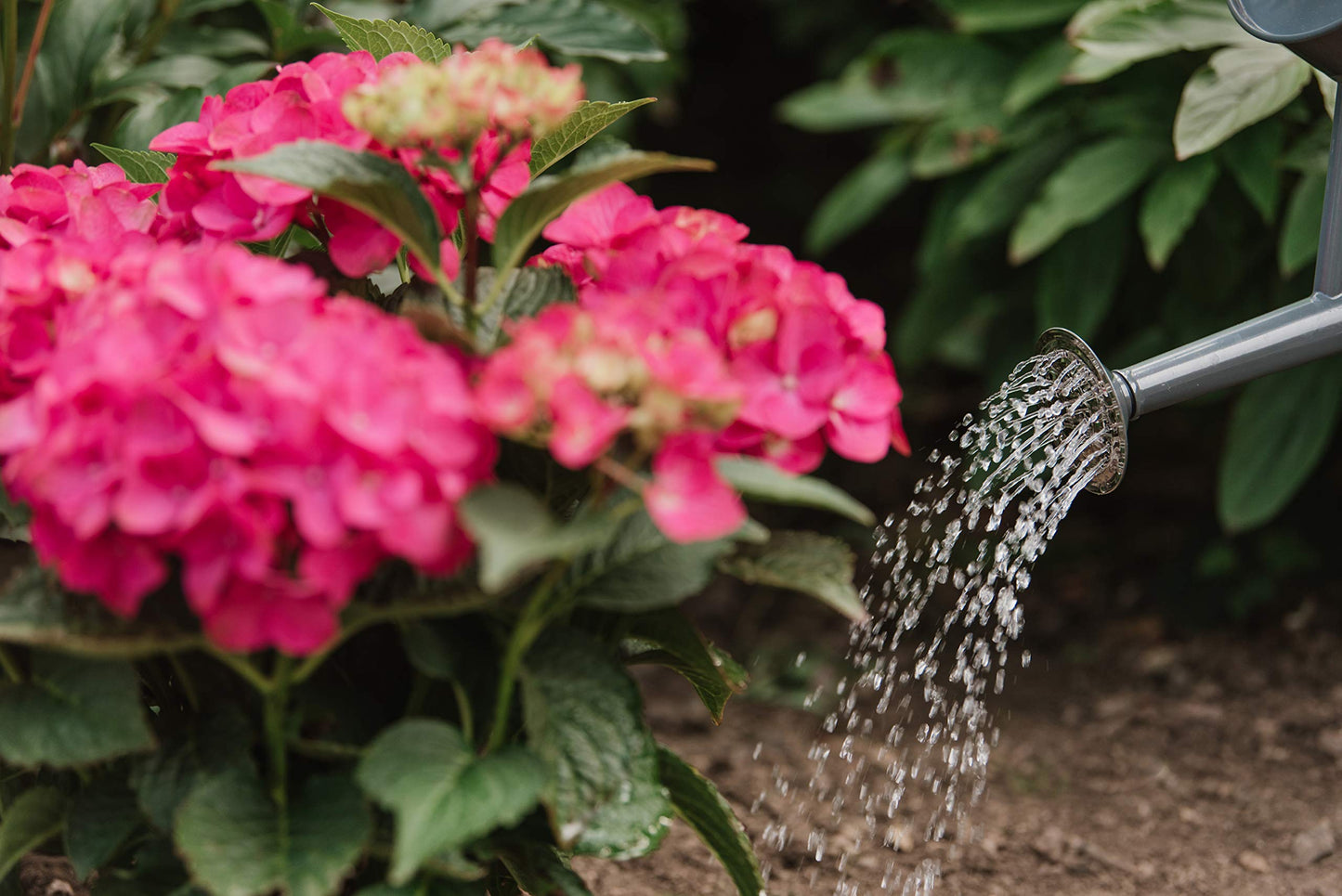 Westland Hydrangea Colourant 500g