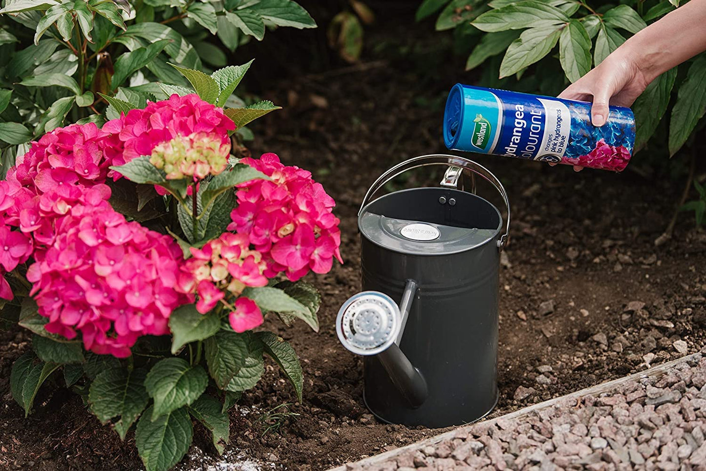 Westland Hydrangea Plant Feed Bundle - 1L High-Performance Hydrangea Liquid Plant Food & 500g Hydrangea Colourant. Garden Fertilisers for Outdoor Plants with Topline Card.