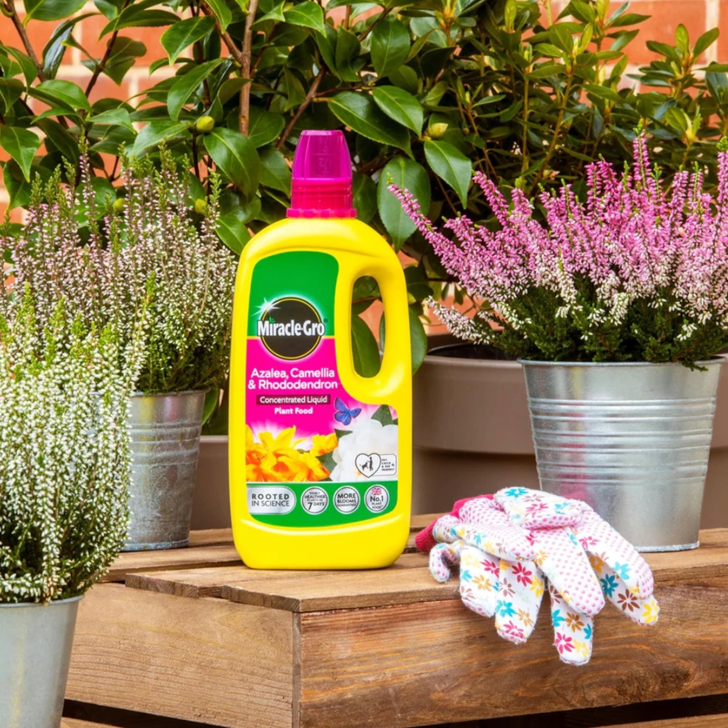Miracle Grow Ericaceous Feed Fertiliser - Bundle of 900g Continuous Release Plant Feed Granules & 800ml Concentrated Liquid Plant Food. Garden Plants Fertilizer for Azalea, Camellia with Card