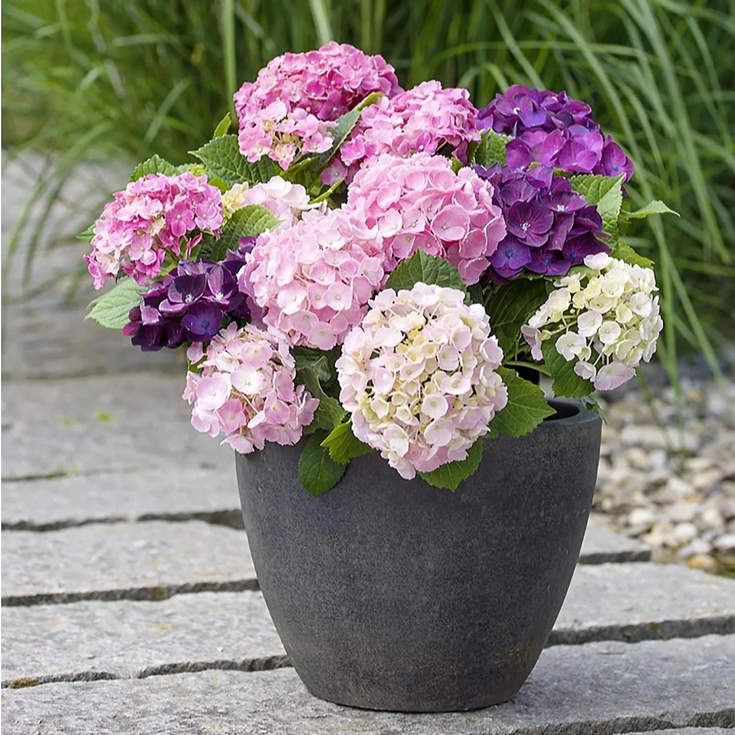 Westland Hydrangea Plant Feed Bundle - 1L High-Performance Hydrangea Liquid Plant Food & 500g Hydrangea Colourant. Garden Fertilisers for Outdoor Plants with Topline Card.