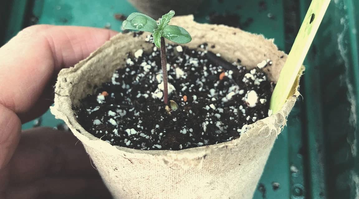 Garden Gro-Sure Perlite Potting Mix - 10L Perlite Grit for Plant Pots with Topline Card. Garden Potting Mix Granules for Outdoor Plants or Houseplants.