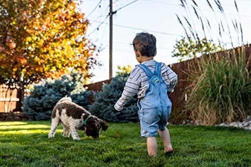 Garden Child & Pet Friendly Safelawn - Pack of 2 x 150msq Natural All In One Safe Lawn Feed Grass Seeds with Topline Card. Lawn Food is Super Durable & Fast to Grow!